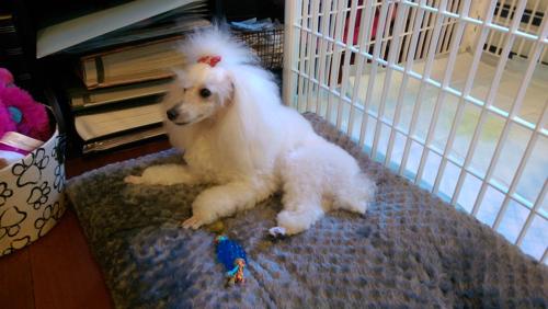 Perli Weissman - 24/09/2015